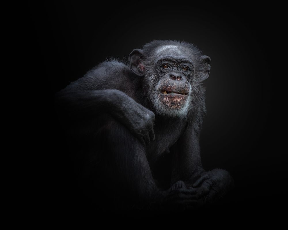 chimpanzee art print by KaMerA for $57.95 CAD
