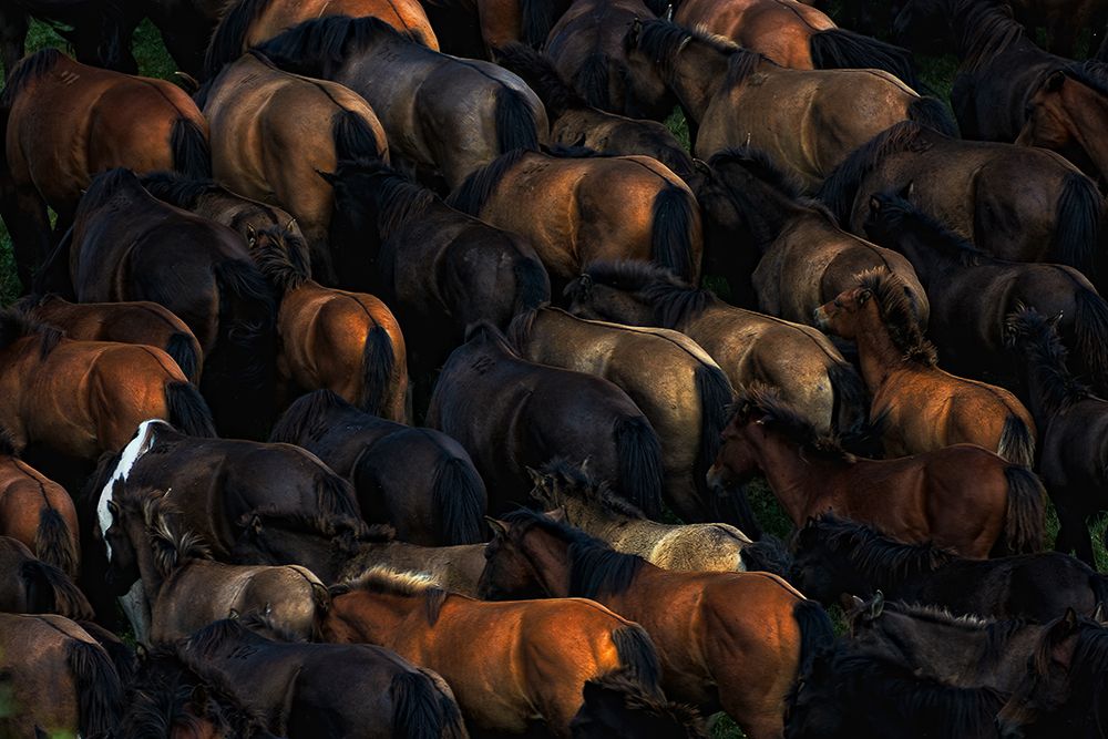 Wild horses art print by Konrad Szuszkiewicz for $57.95 CAD