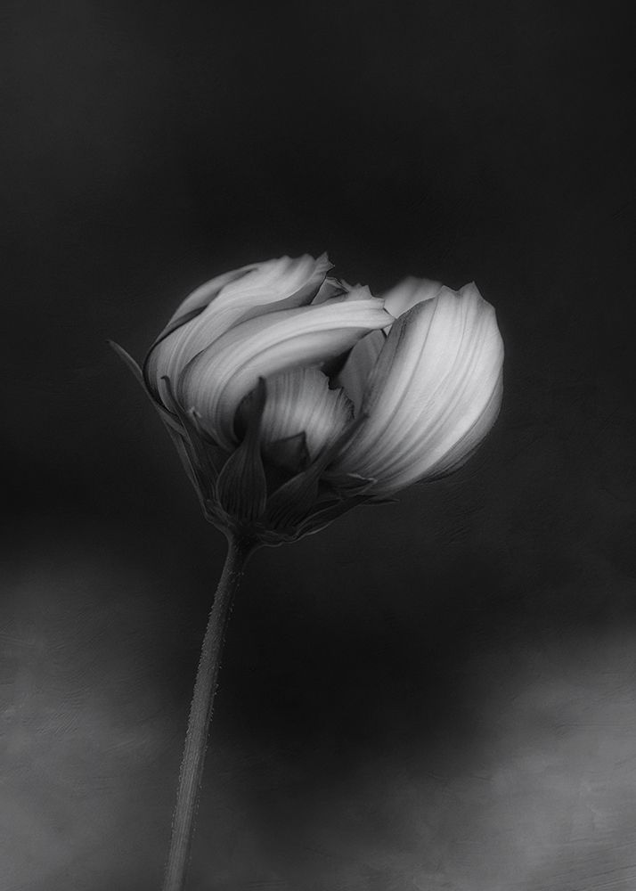 Cosmos art print by Lotte Gronkjar for $57.95 CAD