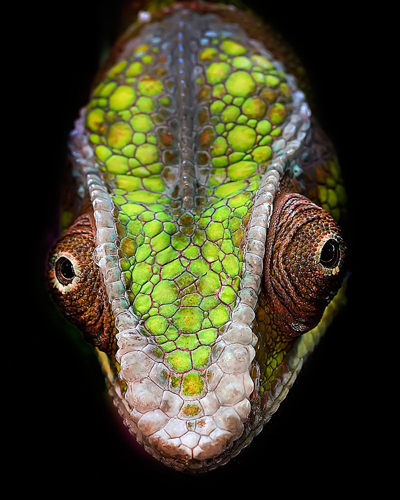 Chameleons Head art print by Fauzan Maududdin for $57.95 CAD