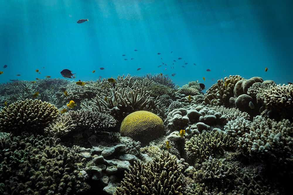 The reef art print by Serge Melesan for $57.95 CAD