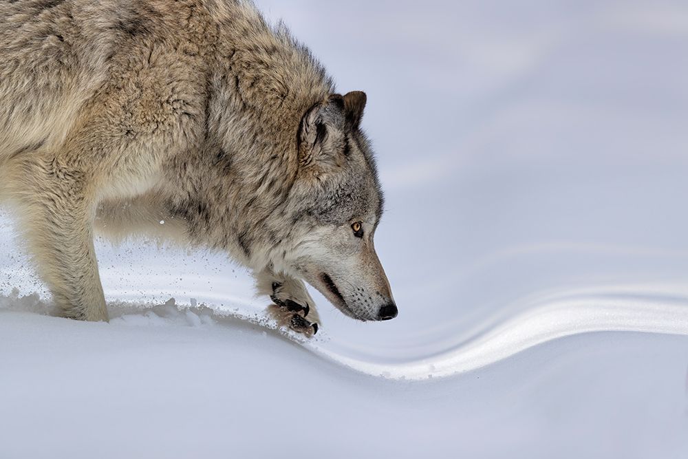 Approaching art print by Jun Zuo for $57.95 CAD