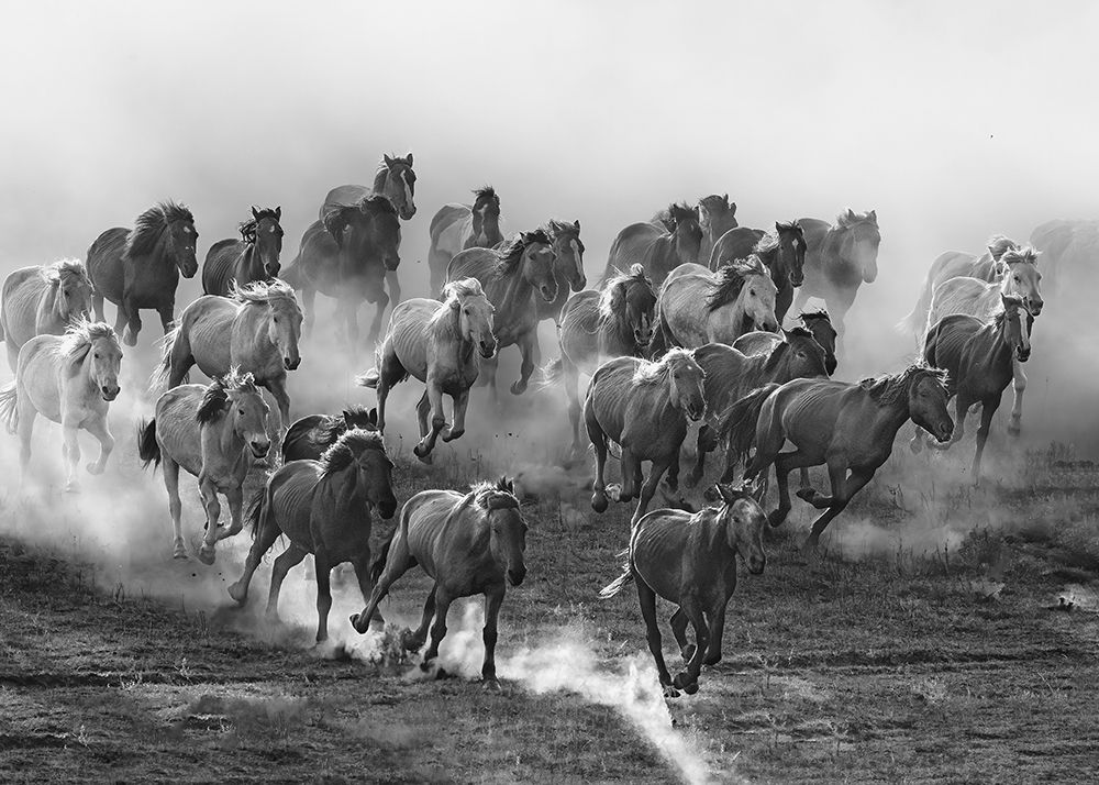 Galloping art print by Jennifer Lu for $57.95 CAD