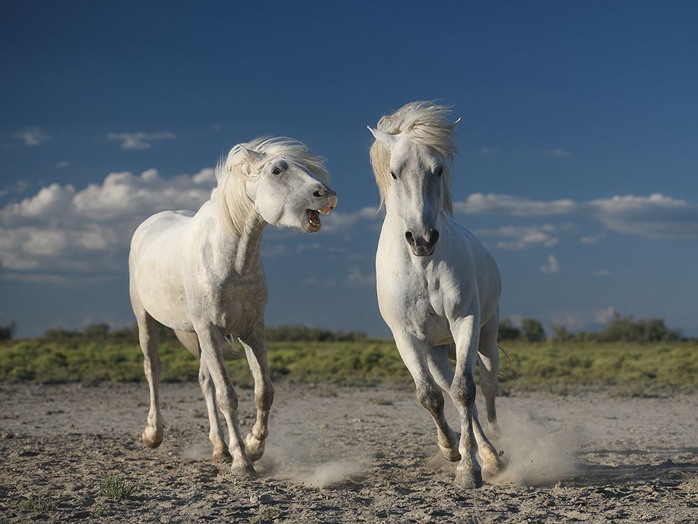 White Horses art print by Rostovskiy Anton for $57.95 CAD