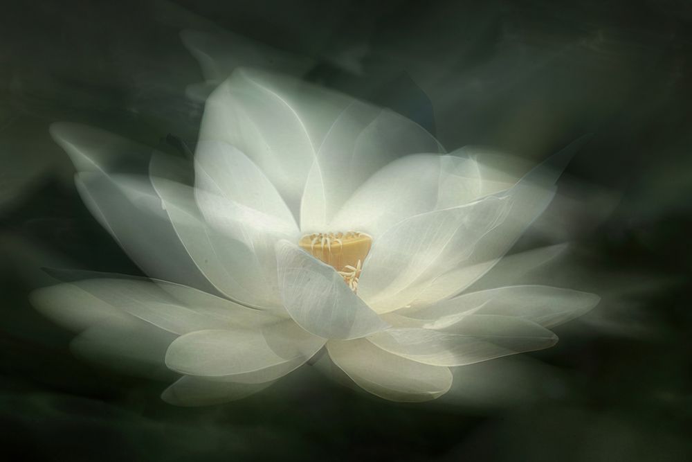 Swaying art print by Qing Zhao for $57.95 CAD