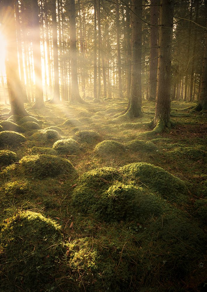 In The Woods art print by Christian Lindsten for $57.95 CAD