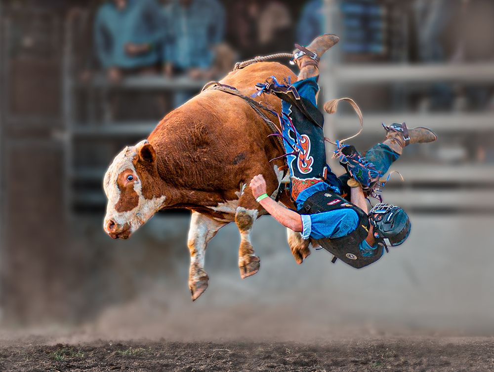 Bull Riding art print by Frank Ma for $57.95 CAD
