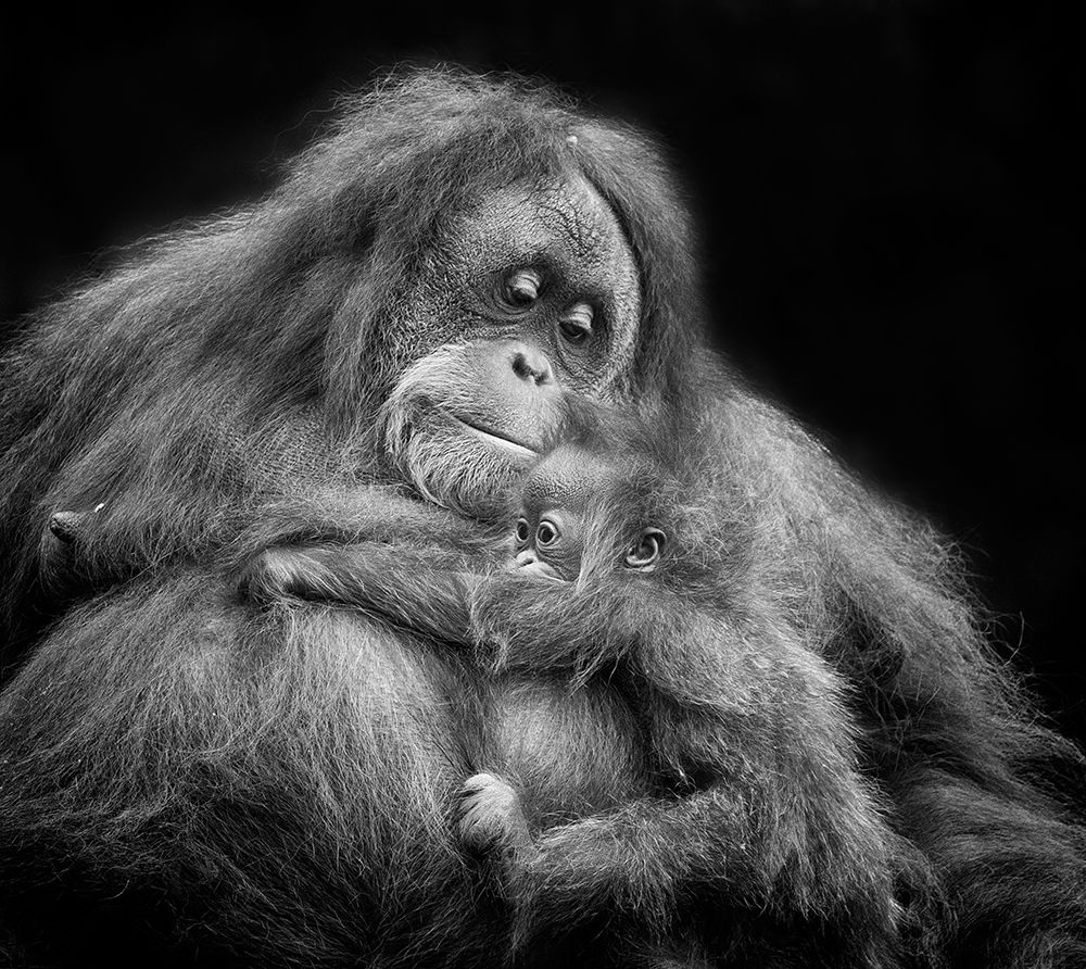 Mothers Love art print by Angela Muliani Hartojo for $57.95 CAD