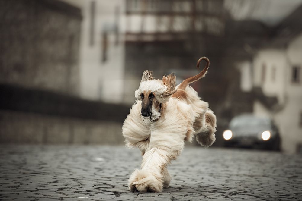 The Race art print by Heike Willers for $57.95 CAD