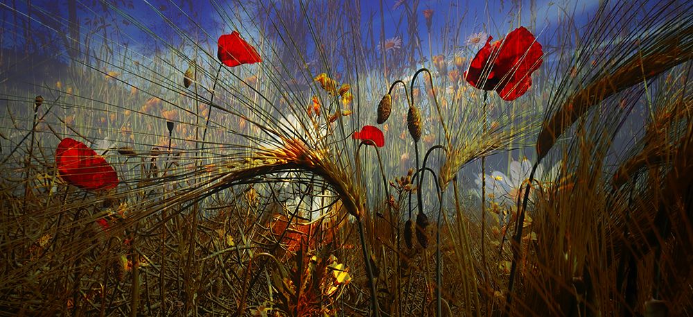 Field Poppy art print by Josef Pavlin for $57.95 CAD