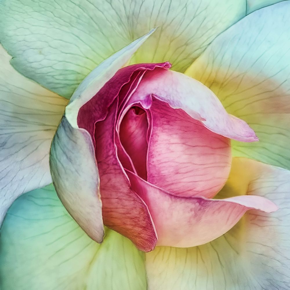 La Vie En Rose art print by Piet Flour for $57.95 CAD