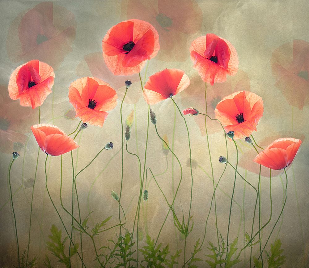 Poppy Dance art print by Sharon Williams for $57.95 CAD