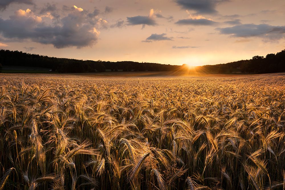 Fields Of Gold art print by Christian Lindsten for $57.95 CAD
