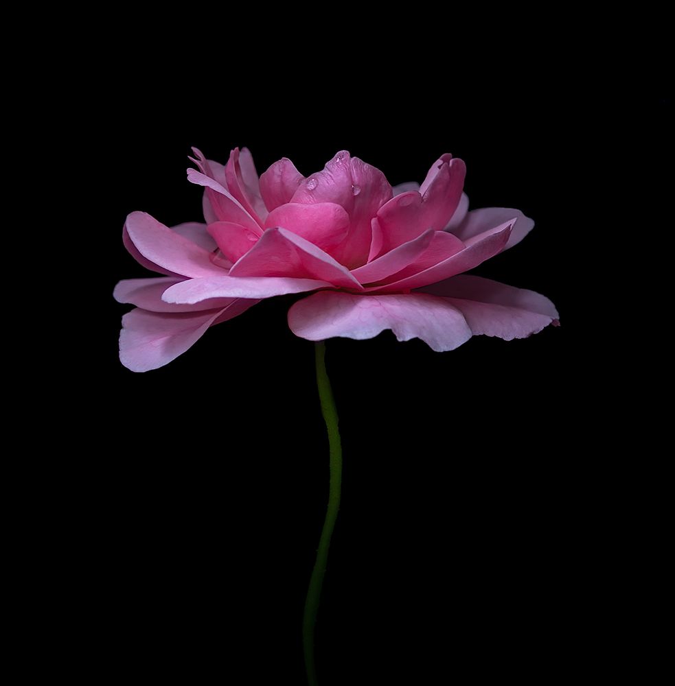 Delicate art print by Susan Breau for $57.95 CAD
