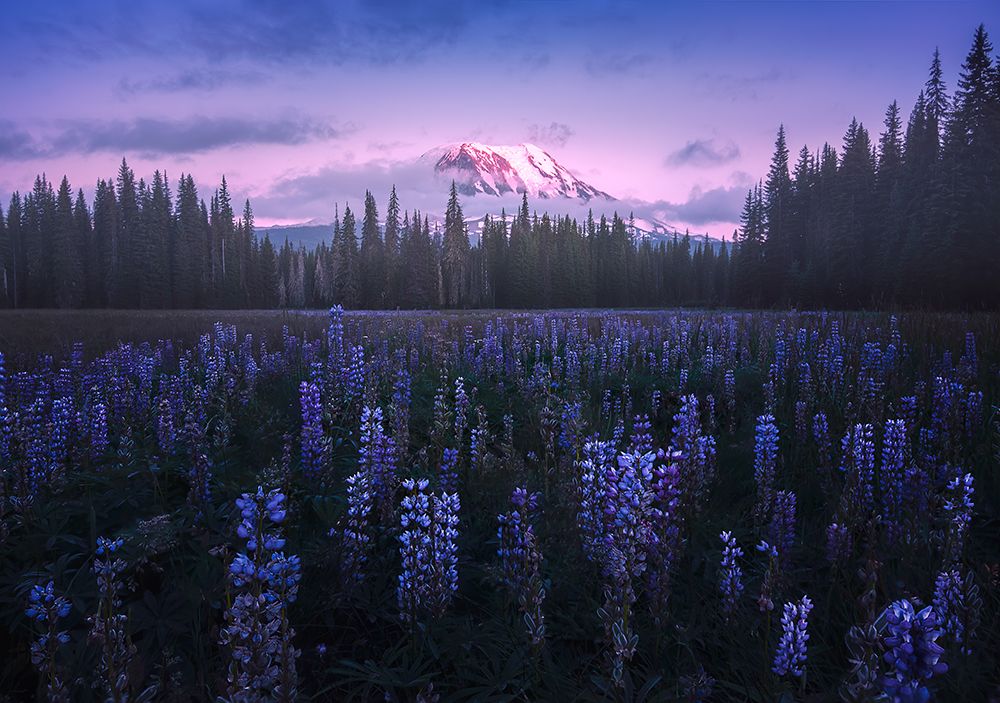 Adams Lupine art print by Atanu Bandyopadhyay for $57.95 CAD