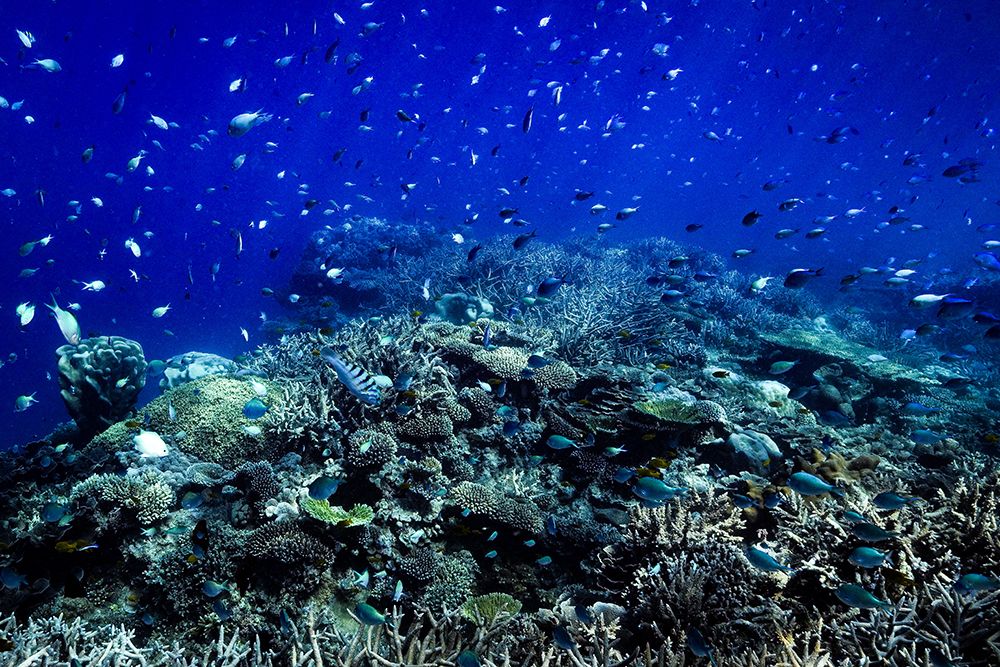 The reef art print by Serge Melesan for $57.95 CAD