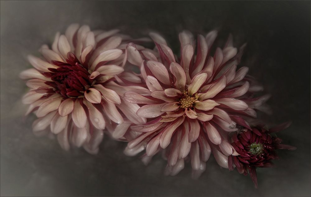 Dahlia Family art print by Gilbert Claes for $57.95 CAD