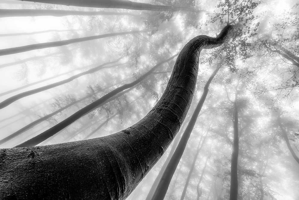 Tree Shapes art print by Tom Pavlasek for $57.95 CAD