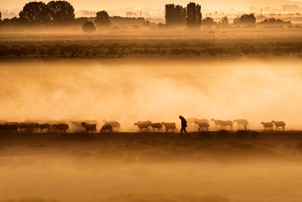 Shepherd-Hard Life art print by Durmusceylan for $57.95 CAD