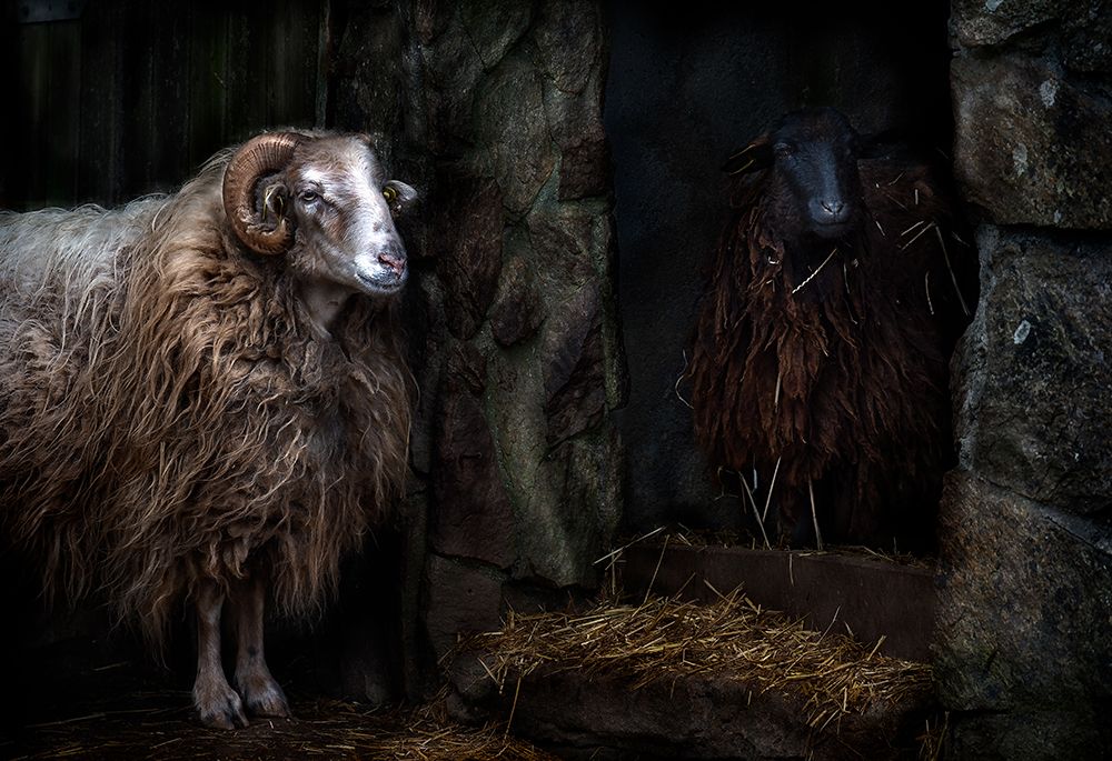 The sheep shed art print by Santiago Pascual Buye for $57.95 CAD