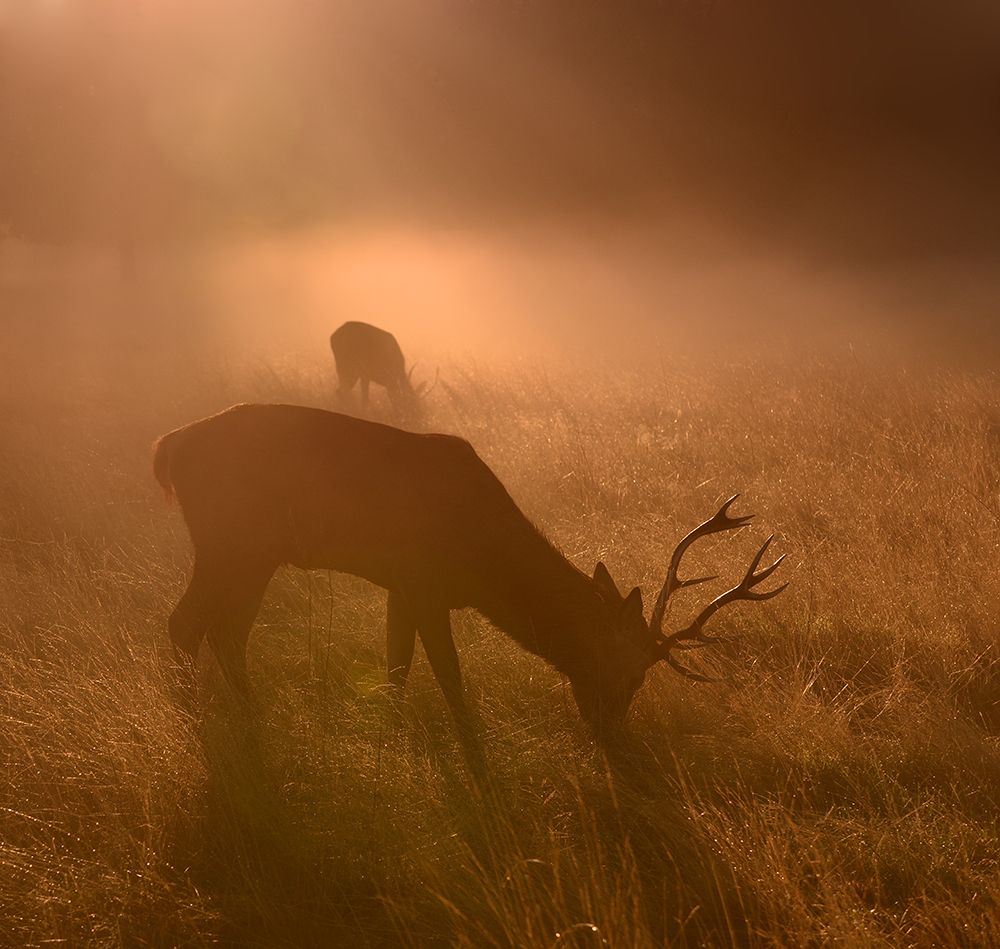 Light Means Everything... art print by Robert Fabrowski for $57.95 CAD