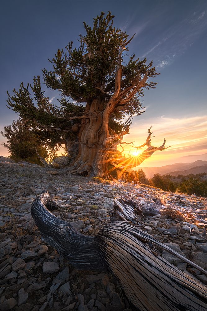 Sunrise Over Ancient Tree art print by Aidong Ning for $57.95 CAD