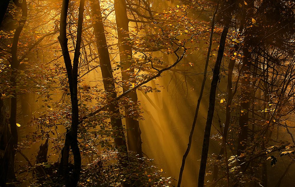 Morning Rays art print by Norbert Maier for $57.95 CAD