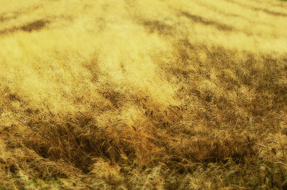 Golden Waves art print by Jure Kravanja for $57.95 CAD