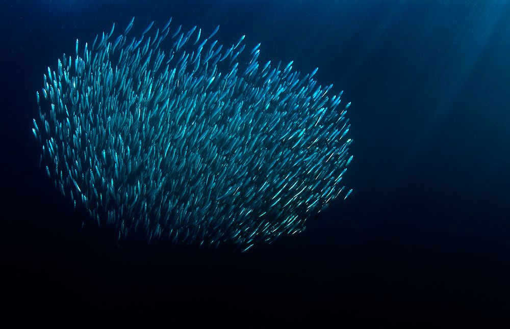 The Bait Ball art print by Mikael Jigmo for $57.95 CAD