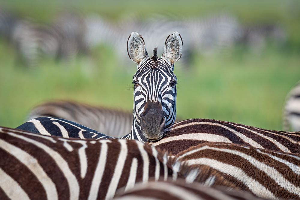Make A Difference....Stand Out In The Crowd art print by Jeffrey C. Sink for $57.95 CAD