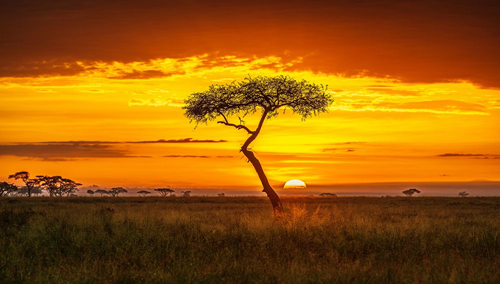 Primordial Africa art print by Jeffrey C. Sink for $57.95 CAD
