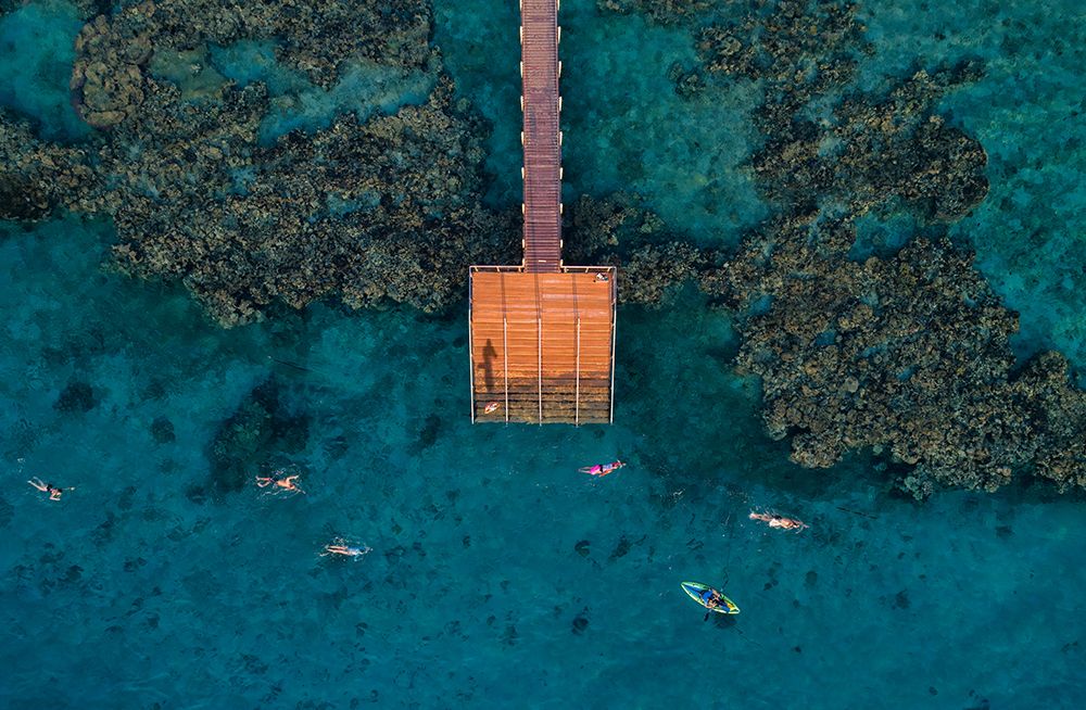 Coral Escape art print by Ido Meirovich for $57.95 CAD