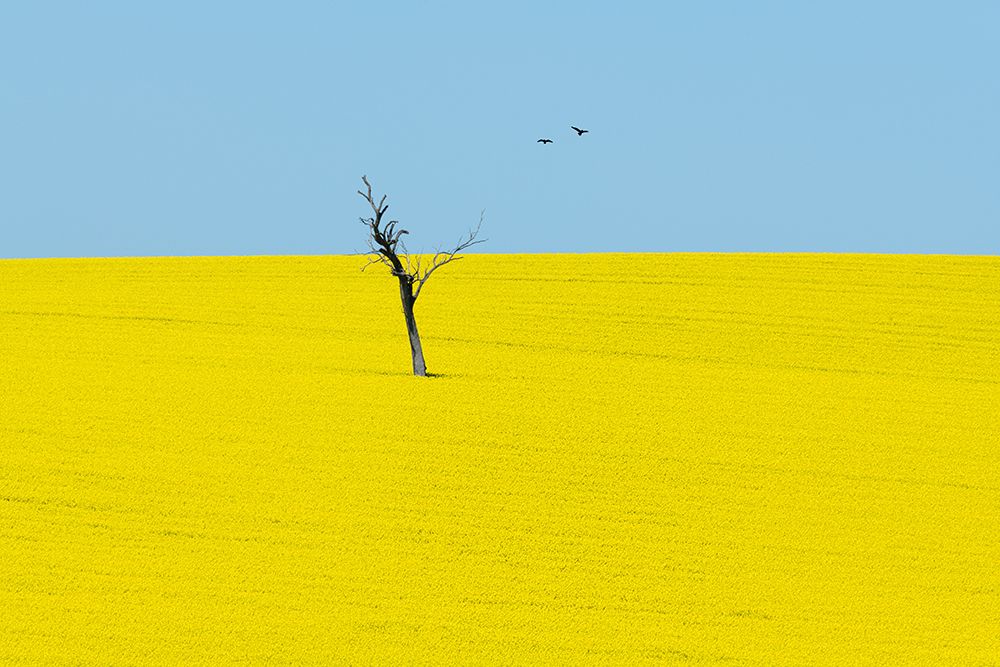 Canola Flowers art print by Ivylu for $57.95 CAD