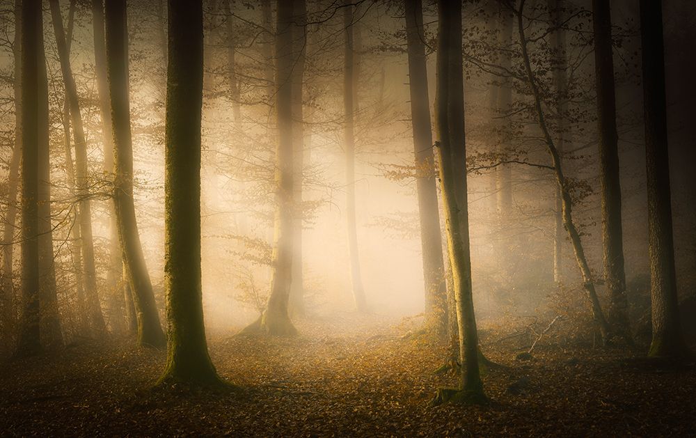 November Whispers art print by Norbert Maier for $57.95 CAD