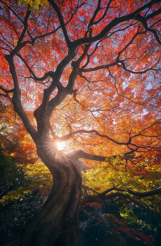 The Japanese Tree art print by Javier De La for $57.95 CAD