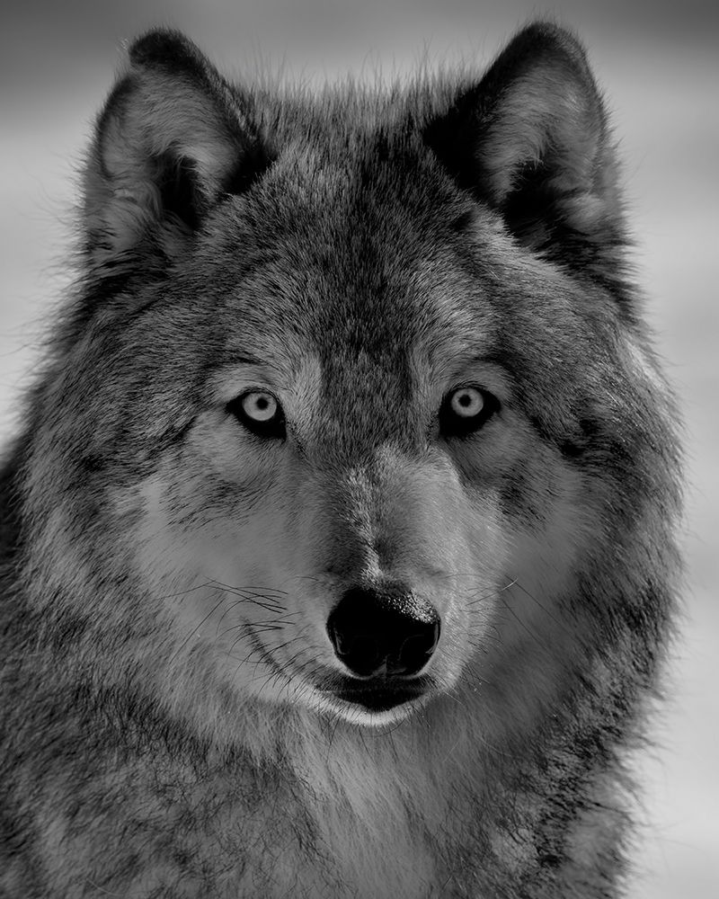 The Wolf art print by Phillip Chang for $57.95 CAD