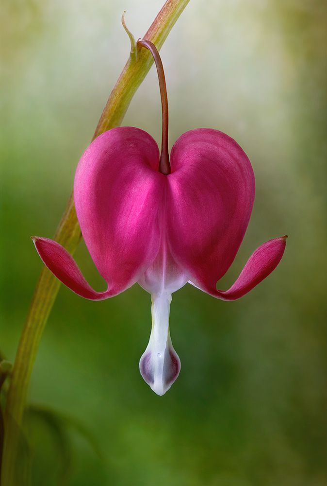 Bleeding Heart art print by Mandy Disher for $57.95 CAD