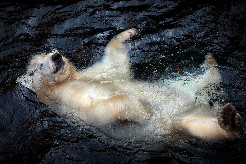 Her Cuteness-Floating .... art print by Antje Wenner-Braun for $57.95 CAD