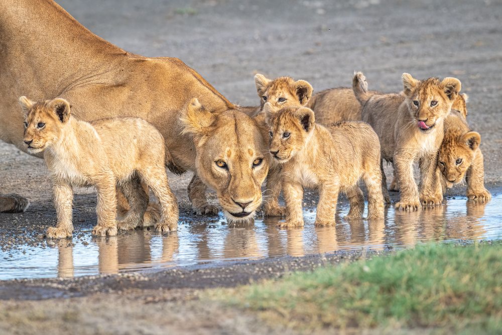 Wariness At The Water Hole art print by Jeffrey C. Sink for $57.95 CAD