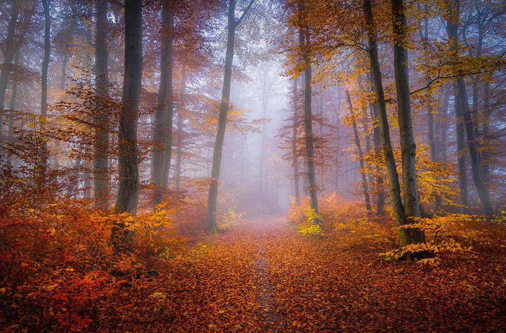 October Trail art print by Norbert Maier for $57.95 CAD