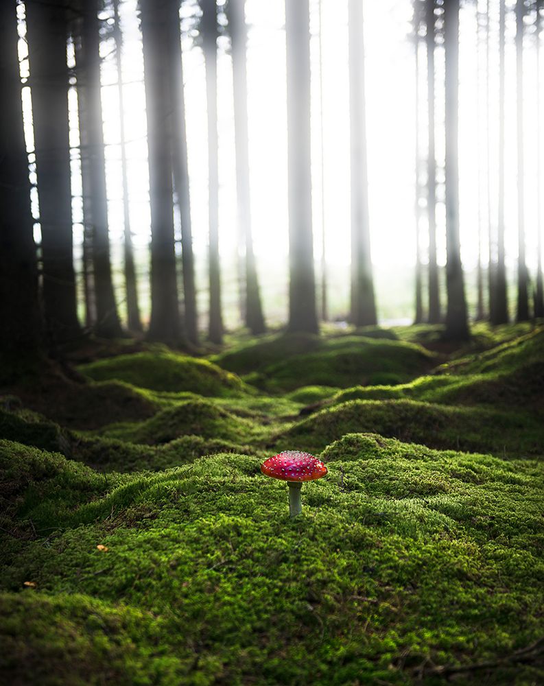 Red Mushroom In The Green Forest art print by Christian Lindsten for $57.95 CAD
