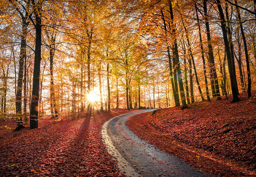 Road In Sapderaysen Nationalpark-Sweden art print by Christian Lindsten for $57.95 CAD