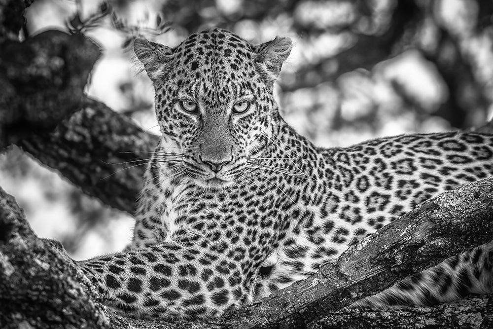 Monochrome Beauty art print by Jeffrey C. Sink for $57.95 CAD