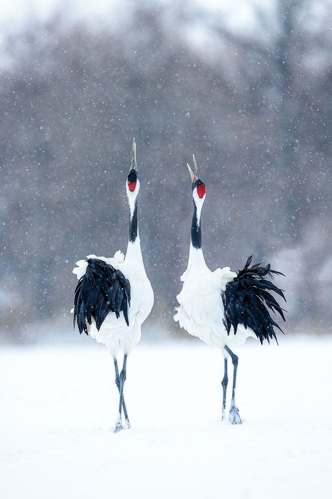 Tsuru (Crane)-Pair art print by Katsu Uota for $57.95 CAD