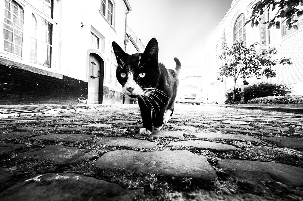 Focus art print by Marc Huybrighs for $57.95 CAD
