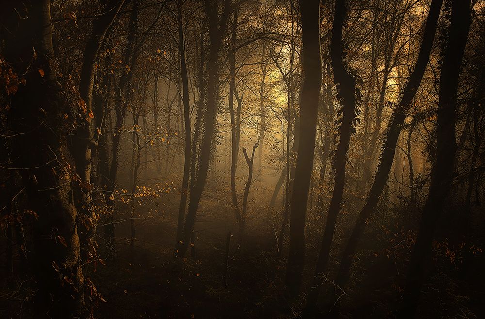 Late Afternoon art print by Norbert Maier for $57.95 CAD