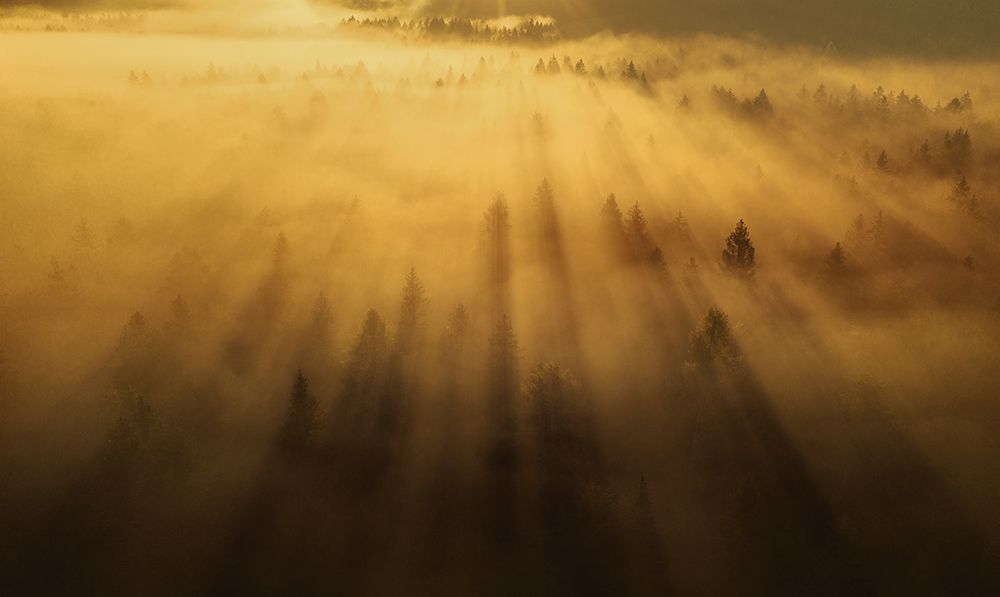Morning In The Forest art print by Ales Krivec for $57.95 CAD