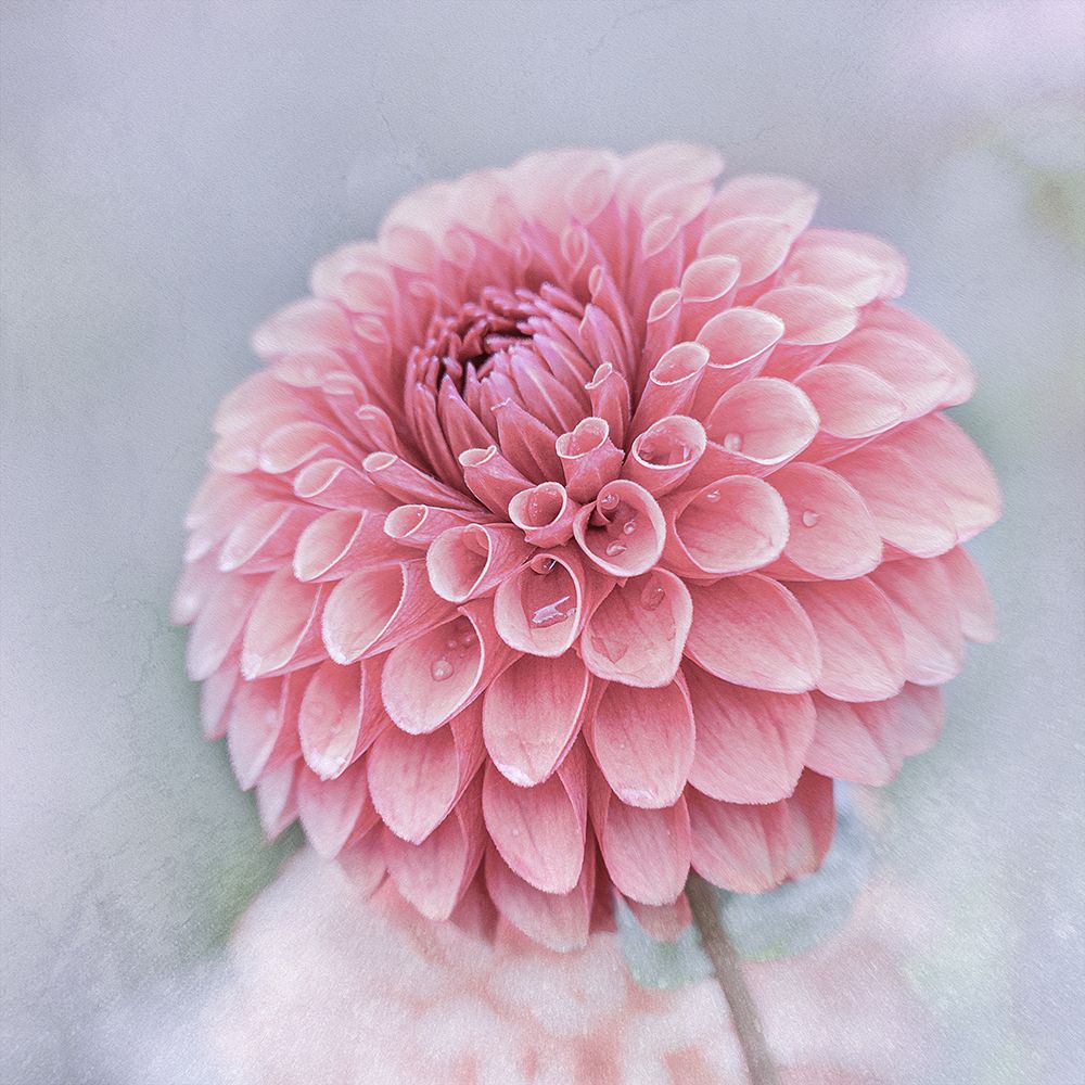 Dahlie art print by Kerstin Kaufmann for $57.95 CAD