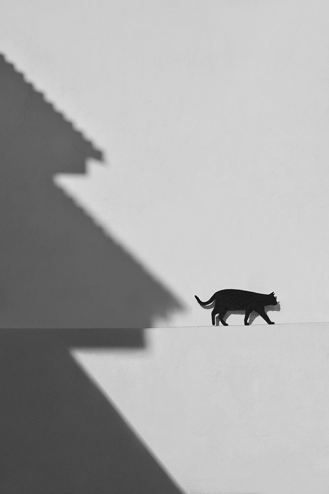 Black Cat art print by Florentinus Joseph for $57.95 CAD