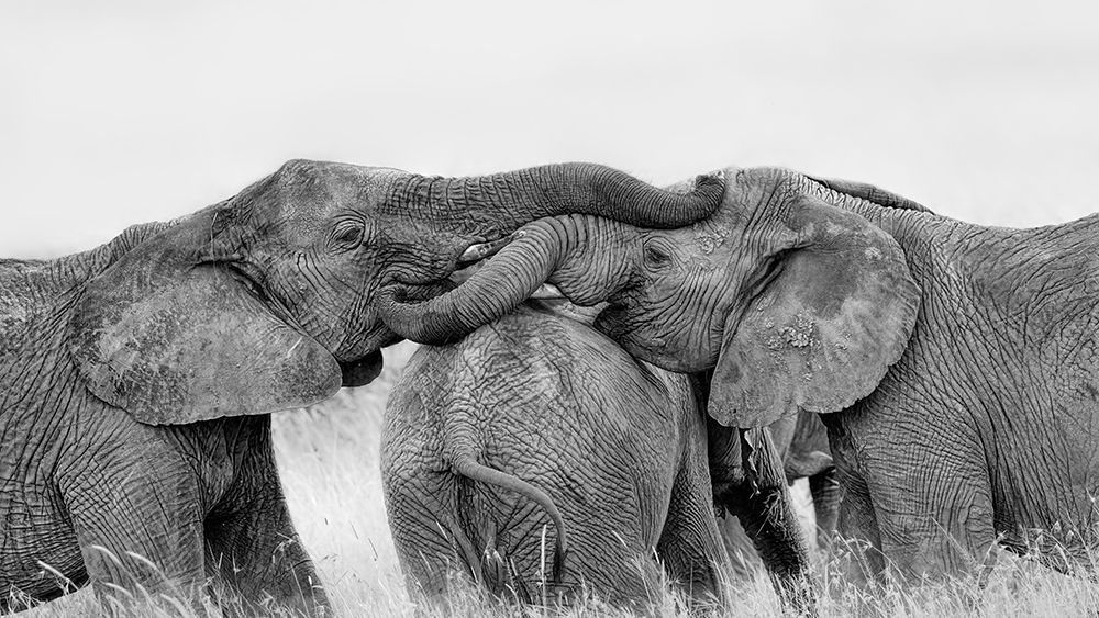 Elephant Playing art print by Jun Zuo for $57.95 CAD